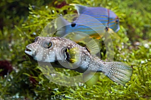 White-spotted puffer Arothron hispidus