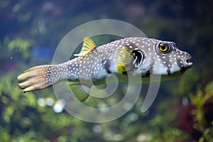 White-spotted puffer Arothron hispidus