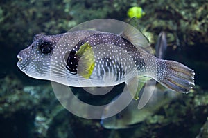 White-spotted puffer Arothron hispidus.
