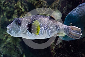 White-spotted puffer Arothron hispidus.