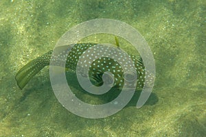 White-spotted puffer Arothron hispidus - medium to large-sized puffer fish covered with regular white points.