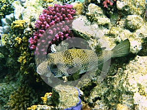 White-spotted puffer and coral