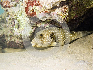 White spotted Puffer Fish photo