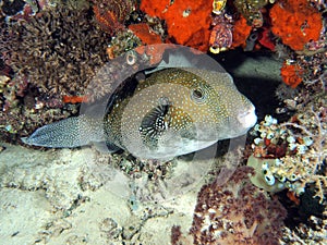 White Spotted Puffer Fish (Arothron hispidus)