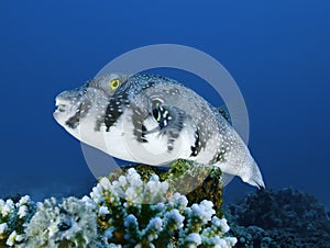 White-spotted puffer fish on corals