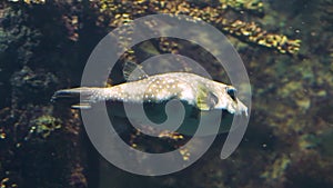 White spotted puffer fish swimming by, tropical aquarium pet from the indo-pacific ocean