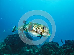 White spotted puffer marine fish Galapagos Islands ecuador