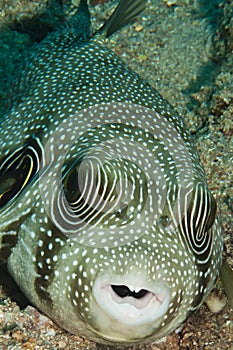 White spotted pufferfish