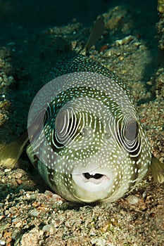 White spotted pufferfish