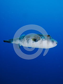 White spotted pufferfish