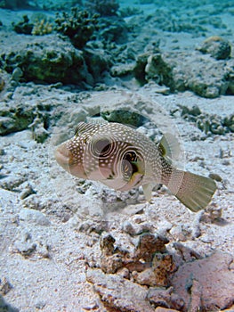 White spotted pufferfish photo