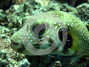 White spotted pufferfish