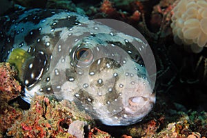 White-spotted Pufferfish