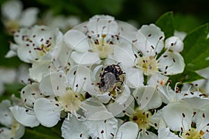White spotted rose beetle: A Beneficial Insect for Pollination and Organic Recycling. Oxythyrea funesta photo