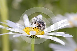 White spotted rose beetle - Oxythyrea Funesta - with marguerite photo