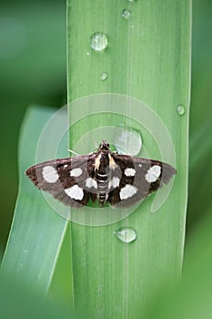 White-spotted Sable Moth at Taylor Creek Park, Toronto, Ontario
