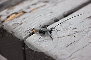 White-spotted Sawyer Beetle Monochamus scutellatus