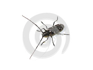 white-spotted sawyer beetle Monochamus scutellatus