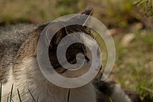 A white spotted street cat sits on a fence. Cat, walk, street, spring. Spring in cats