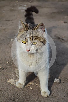 A white spotted street cat