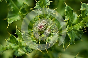 The white-spotted Thistle or Creeping Thistle or Cirsium arvense