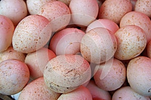 White spotted turkey eggs