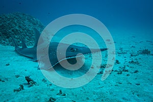 White Spotted Wedgefish