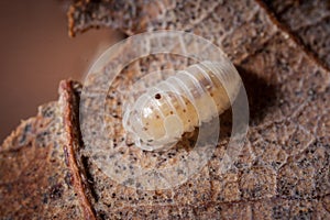 A white spotted woodlouse photohraphed on leaves