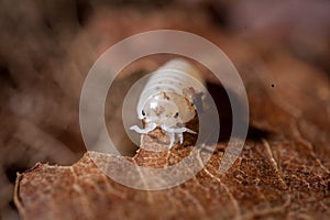 A white spotted woodlouse photohraphed on leaves