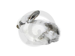 White spotty rabbit isolated on white