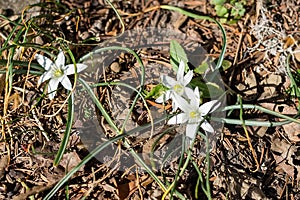 White spring bloom of Ornithogalum umbellatum star of Bethlehem, grass lily, nap at noon, eleven o clock lady