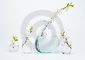 White spring blooming flowers in vases