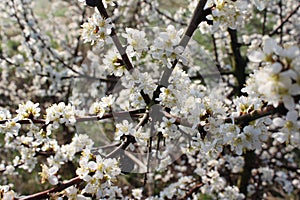 White Spring blossom background of Prunus spinosa