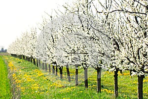 White spring blossom plum tree orchard and green meadow