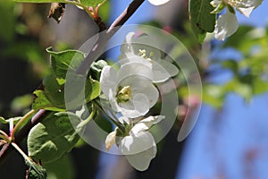 White spring blossoms apple appletreetree