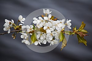 White spring blossoms on branch