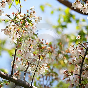 White Spring Blossoms of Cherry. Flowers Outdoor
