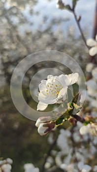 White spring cherry blossom close up in garden