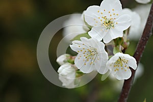 white spring cherry blossom close-up. spring garden