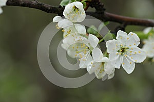 white spring cherry blossom close-up. spring garden