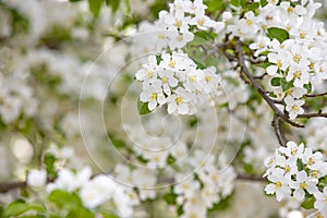 White spring cherry blossoms