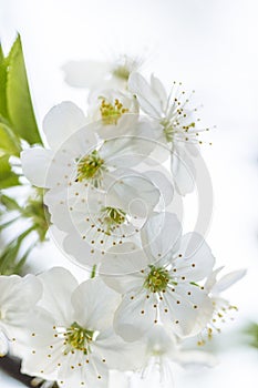 White Spring Cherry flowers