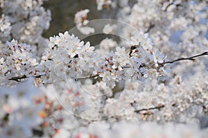 White spring cherry tree flowers