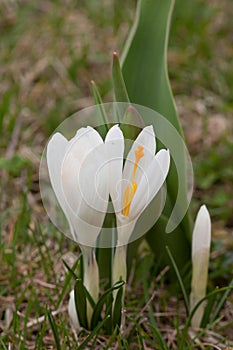 White spring crocus