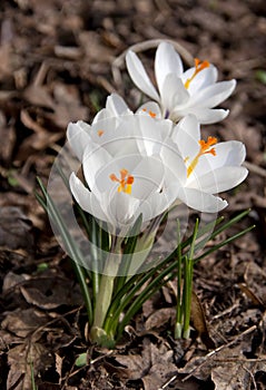 White spring crocus flower