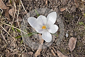 White spring crocus flower