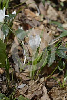 White spring crocus