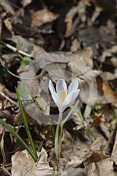White spring crocus