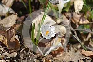White spring crocus