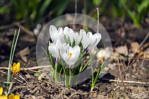 White Spring crocus flowers in the garden